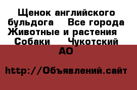 Щенок английского бульдога  - Все города Животные и растения » Собаки   . Чукотский АО